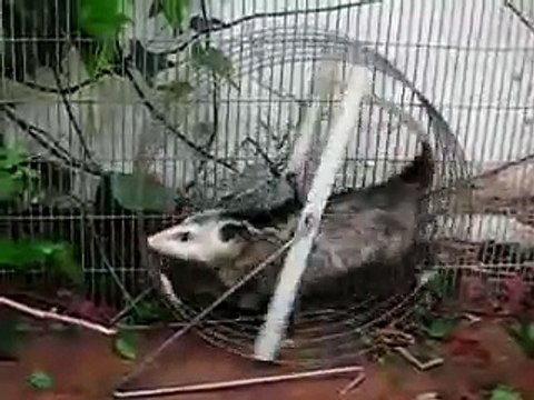 Opossum on exercise wheel, Animal Advocates, Mary Cummins