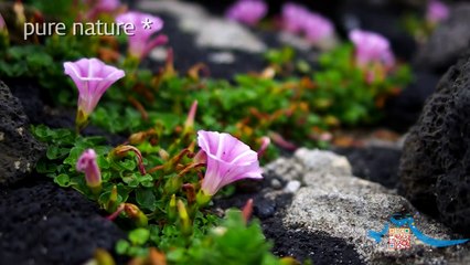 fantastic jeju island ("제주" 그곳에서 신비로움과 교감하다)
