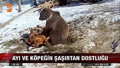 Aynı kafes içinde beraber kalan Ayı ve Köpeğin şaşırtan dostluğu
