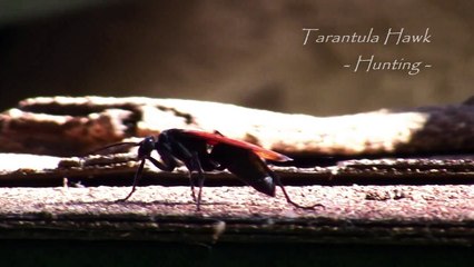 Giant Tarantula Hawk Hunting (but not finding) Spiders in 720p HD