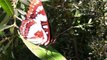 The Friendly Butterfly: Lorquin's Admiral, Bouquet Canyon, Casio EX-F1 Slow Motion + HD 720p