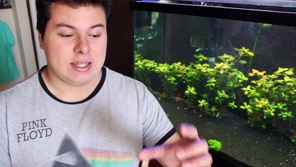 The Best Algae Eater