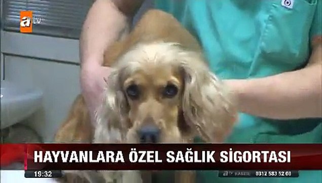 Hayvanlara da özel sağlık sigortası Kedi ve Köpekler nasıl sigortalı yapılır