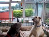 Macaws outwit Irish Wolfhounds