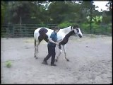 www.clickhorse.info Clicker Training Dancing Horse