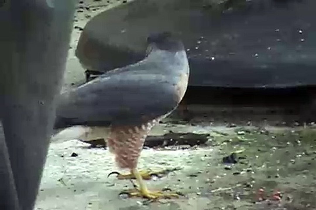 Cooper's Hawk Hunting