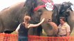 Elephant Girl - Close up with elephant - Pet circus elephant!