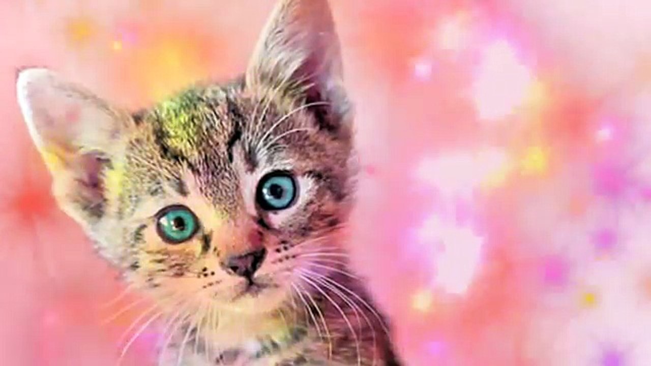 cats song