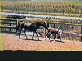 RDVideo - cow sense - cutting horse