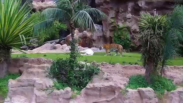Un tigre blanc fou amoureux d'un tigre du bengale