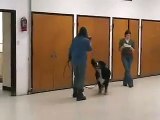 Canis Sapiens students practice canine good citizen test II