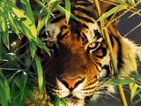 Wild Cats...nice photos of lions,tigers,jaguars,leopards