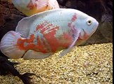 Big Albino Oscar Fish Feeding