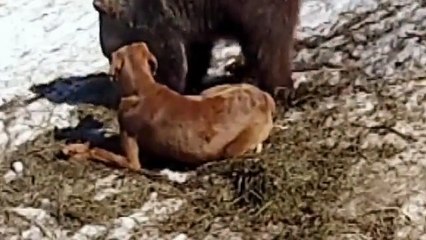 Ayı İle Köpeğin Dostluğu Kamerada