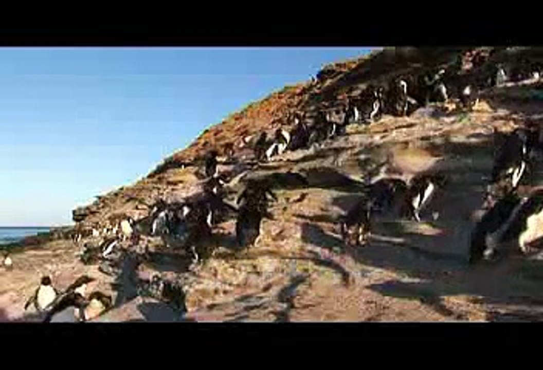 Penguins