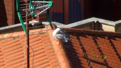 Ayto Carreño inicia campaña de retirada de nidos y huevos gaviotas