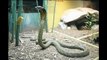 top 10 serpientes mas venenosas del mundo | SatuTops123