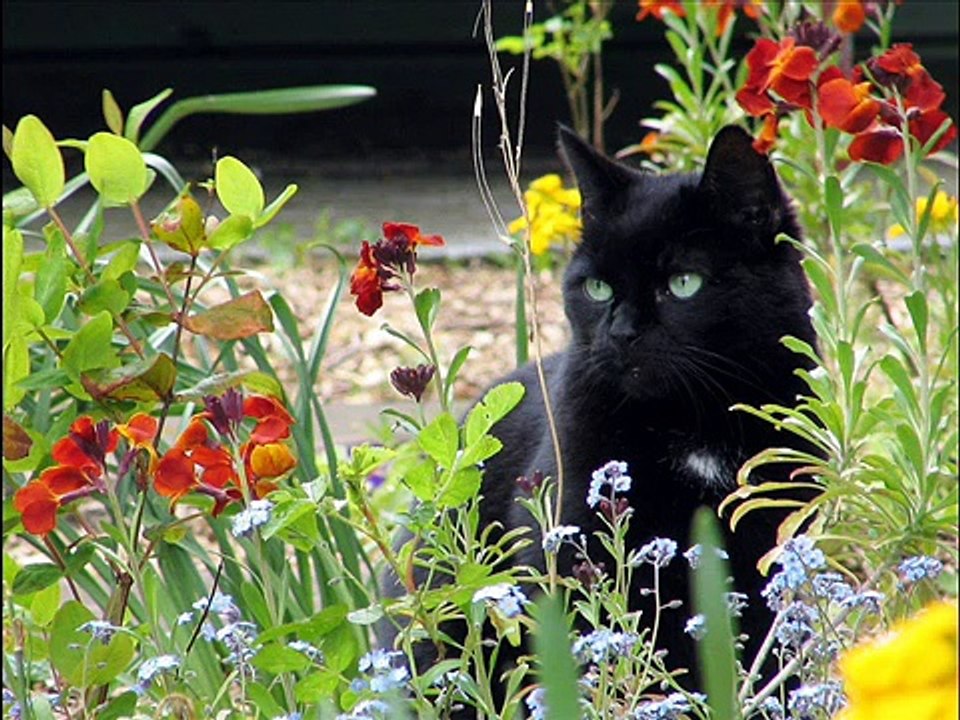 Diverse Kitty