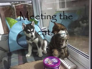 our little husky pup