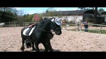 Equitazione Classica Dressage - Francesco Vedani - Insegnare il trotto medio