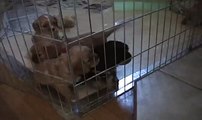 Cavalier King Charles Spaniel Puppies - 5 Weeks Old