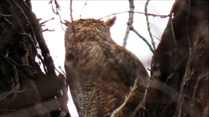 Great Horned Owl Hooting Territorial Evening Call At Sunset