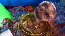 Hamster Stores so much food, he gets stuck in a tube!
