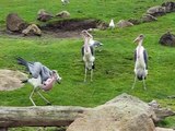 Marabou Stork Storks Crane Wild Bird Birds San Francisco Zoo CA California USA