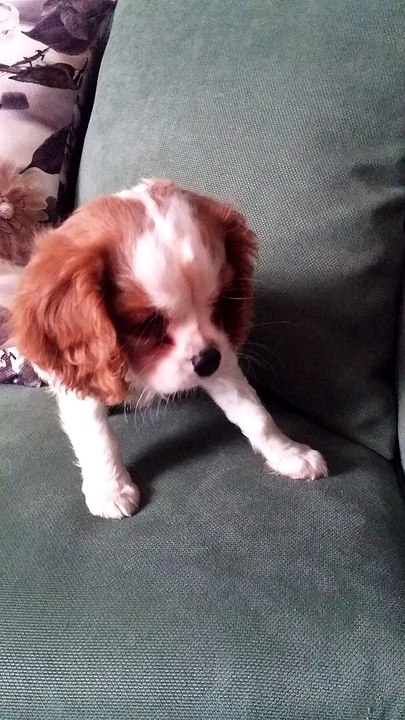 satılık cavalier king charles yavruları 05414501227