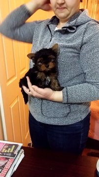 satılık yorkshire terrier yavruları