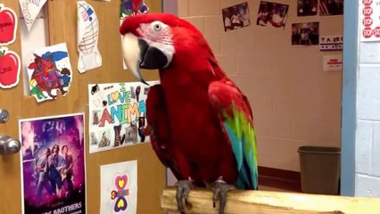 Попугай жгет под Майкла Джексона
