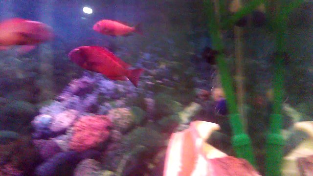 Tropheus ilangi Yellow