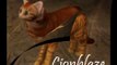 Warriors Cats-Thunderclan-Sims 3 Version