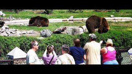 Grizzly and Wolf Discovery Center, West Yellowstone, Montana.