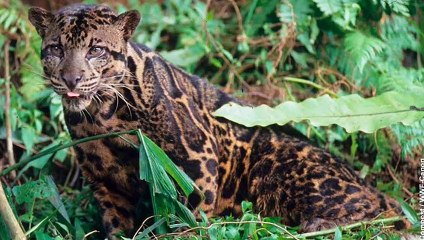 Clouded Leopard