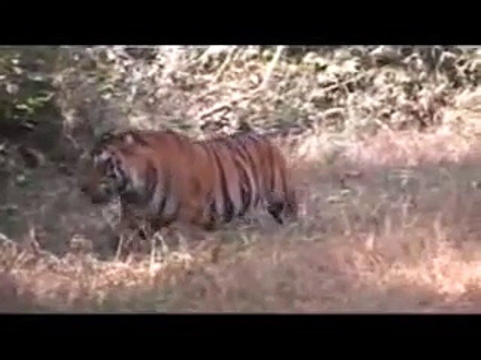 Big Wild Tigers Series - A Big Dominant Male Bengal tiger !
