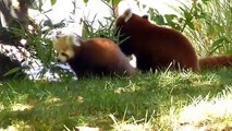 Baby red panda twins and their momma!