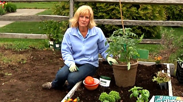 How Do I Grow Heirloom Tomatoes in Containers? : Gardening Tips