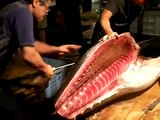 استخراج السوشي من سمكة تونة كبيرة جدا ‎