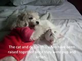 Dog Tells Cat 