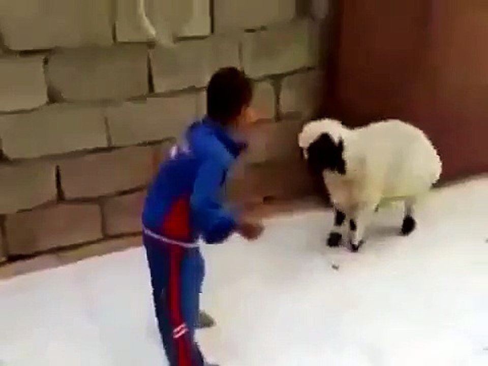 Sevimli Çocuk Çılgın Kuzu İle Kavga Ederken Çok Komik