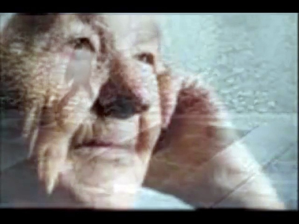 mistral gagnant renaud   paroles