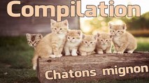 ♥(Nouvelle) Compilations de Chatons Trop Mignons♥