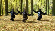 Ego - The Crazy Things We Do Official Music Video (Dancing Gorillas)