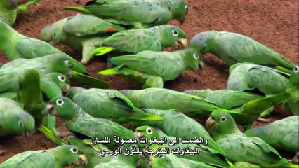 Download Video: طيران الأرض الحلقه الرابعه امريكا الجنوبيه BBC