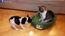 ♥Le chien demande au chat de jouer avec lui ♥