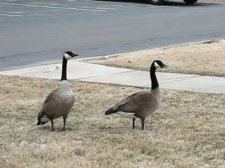 Canada Geese Honking & Flying Off