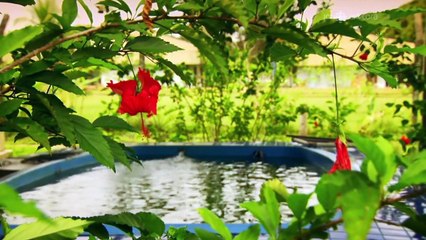 'anaus, une ville au coeur de la jungle 3/13 DOC HD