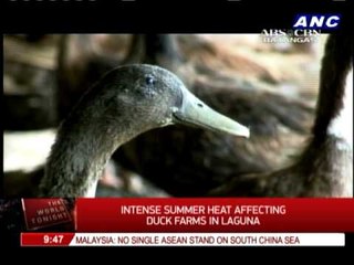 How intense summer heat affects duck farms