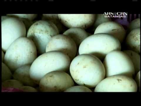 Produksyon ng itlog ng itik, humihina dahil sa tag-init